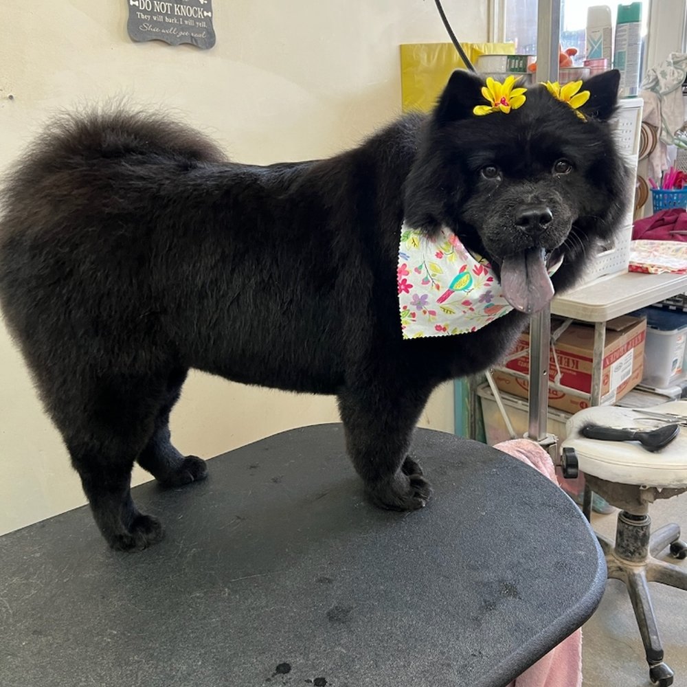 Can Pet Stores Sell Dogs In California