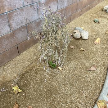 Fontana Nursery - Dying plant - Nurseries & Gardening Near Me - Fontana, California Fontana Nursery - Dying plant - Nurseries & Gardening Near Me - Fontana, California