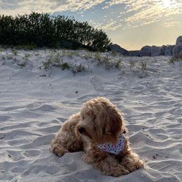 Simba the 6th month old Cockapoo Simba the 6th month old Cockapoo