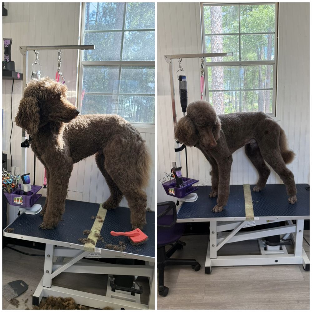 Beauty of the Beast Pet Grooming Image