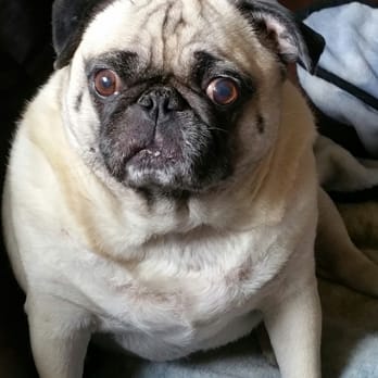 Ankeny Bark Avenue - Happy Chubby!!! - Pet Training Near Me - Ankeny, Iowa Ankeny Bark Avenue - Happy Chubby!!! - Pet Training Near Me - Ankeny, Iowa