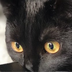 Playa Vista Pet Sitters