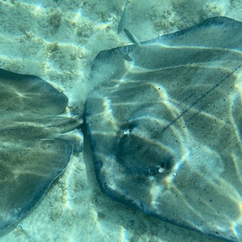 Fishing With Ivan - Swimming with sting rays - Fishing Near Me - Playa del Carmen, ROO Fishing With Ivan - Swimming with sting rays - Fishing Near Me - Playa del Carmen, ROO