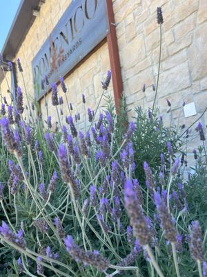 Domenico Winery + Vineyards - Amador by null