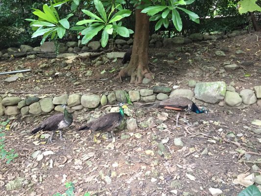 Shoushan Zoo by null