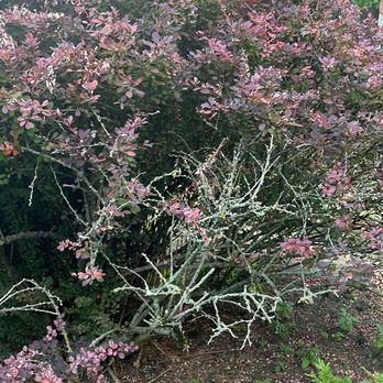 Revival Landscaping - Landscaping Near Me