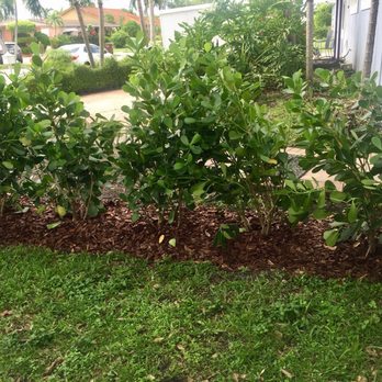 The Billy Goat - Landscaping Near Me - Miami, Florida