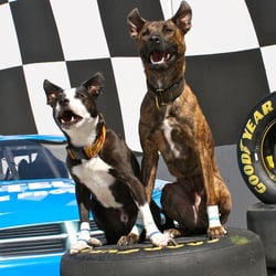 Sit Means Sit - Demonstration dogs Schizo and Suspect showing off their SIT and STAY skills!