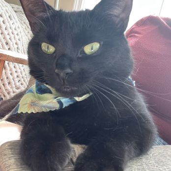 Pet Haven Grooming - Pet Groomers Near Me - Burbank, California