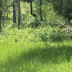 West Yellowstone Bed and Breakfast - Bear!