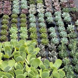 JW Succulents