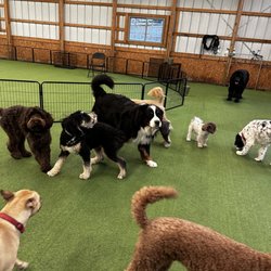 K9 Experts - Our early startes