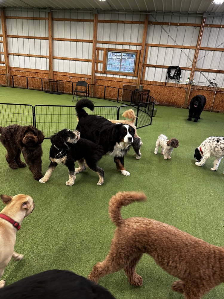 K9 Experts - pet boarding facility in Warren, NJ