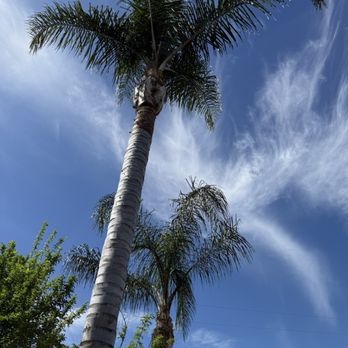 Golden Roots Tree Care - More palms trimmed up & looking good! - Tree Services Near Me - Sacramento, California Golden Roots Tree Care - More palms trimmed up & looking good! - Tree Services Near Me - Sacramento, California