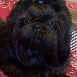 This is jasper! Doggy Stylz is awesome! He looked absolutely beautiful. Will be a new regular customer!! You girls rock! This is jasper! Doggy Stylz is awesome! He looked absolutely beautiful. Will be a new regular customer!! You girls rock!