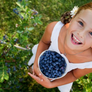 Florida Best Blueberry Farm - Pick Your Own Farms Near Me - Inverness, Florida Florida Best Blueberry Farm - Pick Your Own Farms Near Me - Inverness, Florida