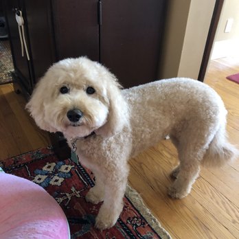 Prince Benji - Summer cut - Pet Groomers Near Me - Baltimore, Maryland Prince Benji - Summer cut - Pet Groomers Near Me - Baltimore, Maryland
