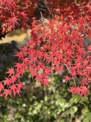 Kotoku-in by null Kotoku-in by null