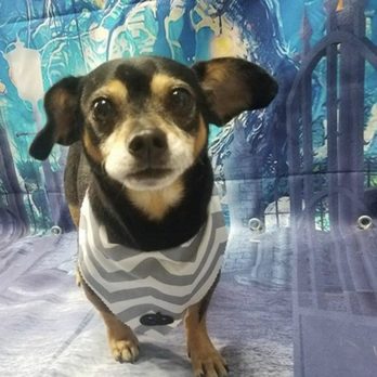 very important pet grooming salon