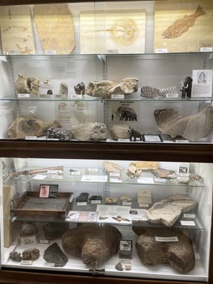 Mississippi Petrified Forest by null