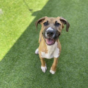 Surf City Pawville - Pet Sitting Near Me - Hampstead, North Carolina