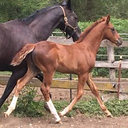 Foal photo