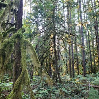 Whitehorse County Park & Campground - Forest trail. - Campgrounds Near Me - Darrington, Washington Whitehorse County Park & Campground - Forest trail. - Campgrounds Near Me - Darrington, Washington