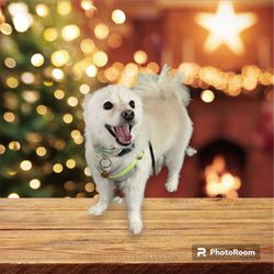 All 4 Paws Grooming - Grooming pup