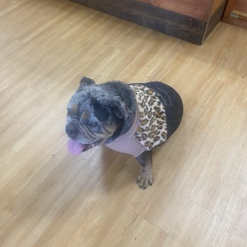 Bruce's Empty Bowl - Perfect fall sweater for my Chloe.. my  English bulldog - Pet Stores Near Me - Long Beach, California