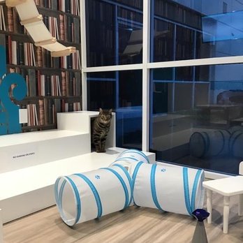 Club Cat - Play room - Pet Boarding Near Me - Irvine, California Club Cat - Play room - Pet Boarding Near Me - Irvine, California