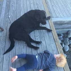 Omahau Downs - The very friendly family dog. My son loved him!!