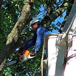 Shock Brothers Tree Care