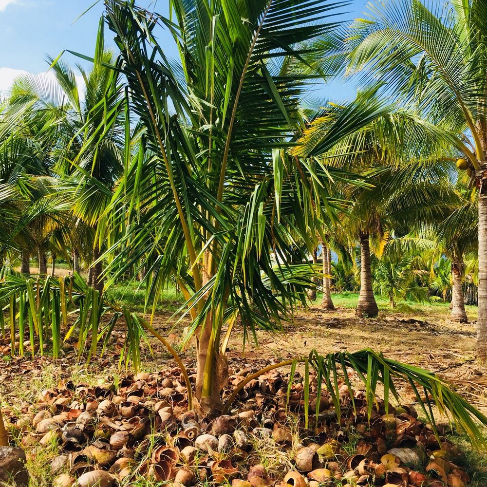 Punakea Palms - Tours Near Me - Lahaina, Hawaii Punakea Palms - Tours Near Me - Lahaina, Hawaii