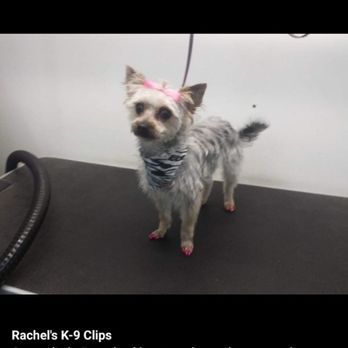 Rachel's K9 Clips - Roxie - Pet Groomers Near Me - Versailles, Missouri Rachel's K9 Clips - Roxie - Pet Groomers Near Me - Versailles, Missouri