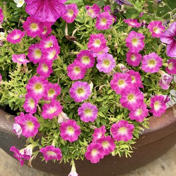 MJ Farm & Nursery - Nurseries & Gardening Near Me - Keller, Texas MJ Farm & Nursery - Nurseries & Gardening Near Me - Keller, Texas