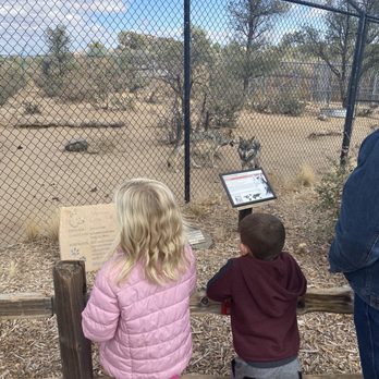 Heritage Park Zoological Sanctuary - Wolf walking right up the the fence. Very cool to see up close - Zoos Near Me - Prescott, Arizona
