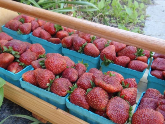 Springdale Farm Market by null