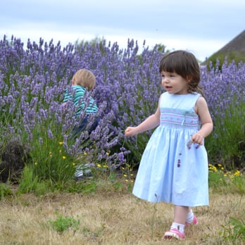 Lavender Connection - Gift Shops Near Me - Sequim, Washington Lavender Connection - Gift Shops Near Me - Sequim, Washington