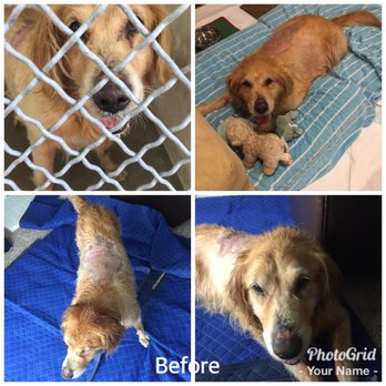 Jacqueline Heller, DVM CVA - Tigger before photos - Veterinarians Near Me Jacqueline Heller, DVM CVA - Tigger before photos - Veterinarians Near Me