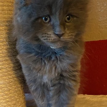 Noble Manes Cattery - He was maybe 6 or 8 weeks old at this point? - Pet Stores Near Me - Lancaster, California