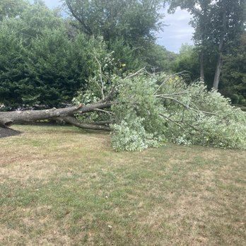 23 Trees - Before - Tree Services Near Me - Alexandria, Virginia