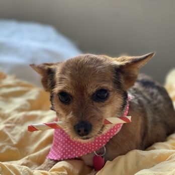 Pet Lovers Mobile Pet Grooming - After grooming - Pet Groomers Near Me Pet Lovers Mobile Pet Grooming - After grooming - Pet Groomers Near Me