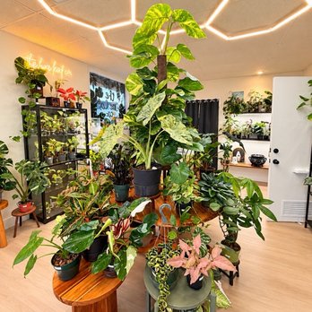 The Luxe Leaf - Nurseries & Gardening Near Me - Bakersfield, California