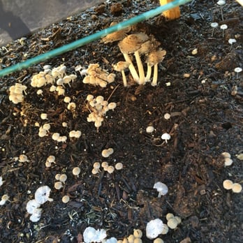 Cal Blend Soils - Ugly mushroom grow from Cal Blend soil - Nurseries & Gardening Near Me - Irwindale, California