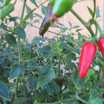 M Flores Landscape - red peppers growing in a garden - Landscaping Near Me M Flores Landscape - red peppers growing in a garden - Landscaping Near Me