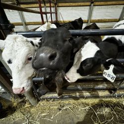 Brunton Dairy