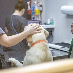 Animal Birth Control Clinic