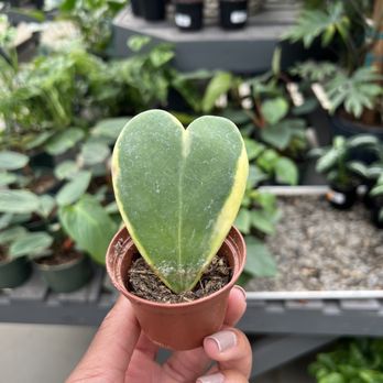 Patuxent Nursery - a hand holding a heart shaped plant - Nurseries & Gardening Near Me - Bowie, Maryland Patuxent Nursery - a hand holding a heart shaped plant - Nurseries & Gardening Near Me - Bowie, Maryland