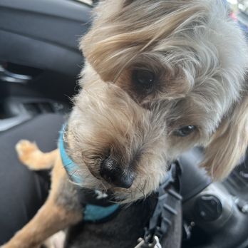 Classy K9 Cuts - Face-10s across the board - Pet Groomers Near Me - Frisco, Texas