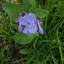 Skunk River Greenbelt - Springtime walk